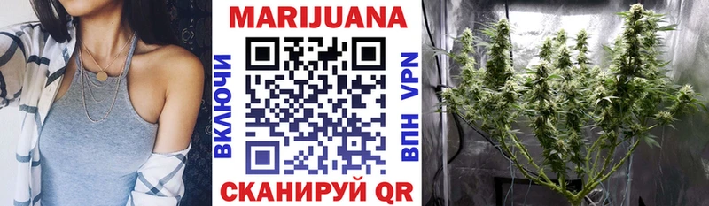 Конопля сатива Грайворон
